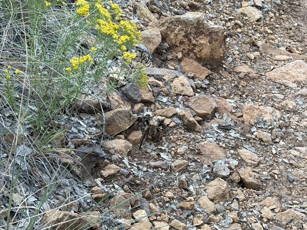 A large spider on rocky ground beside yellow flowers and desert plants.