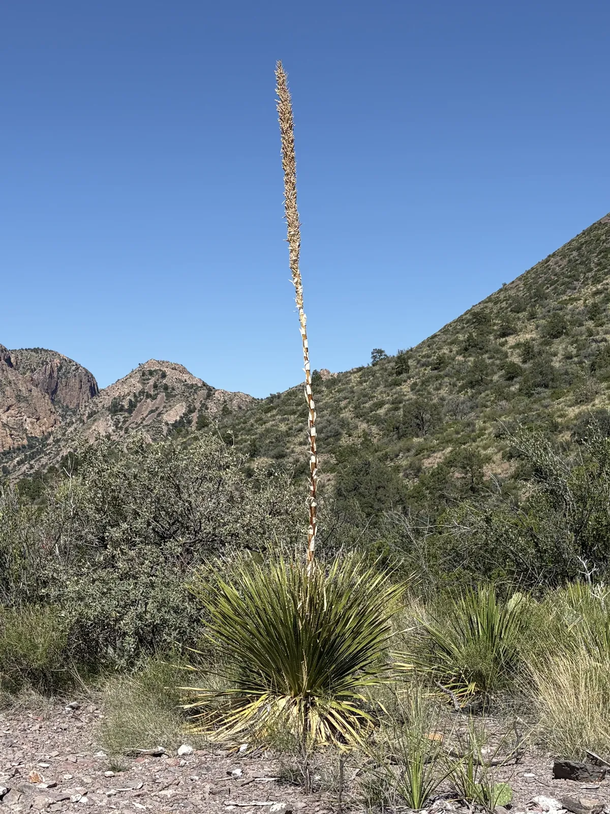 A tall seed stalk rising from a spiky desert plant against blue sky and mountain slopes.